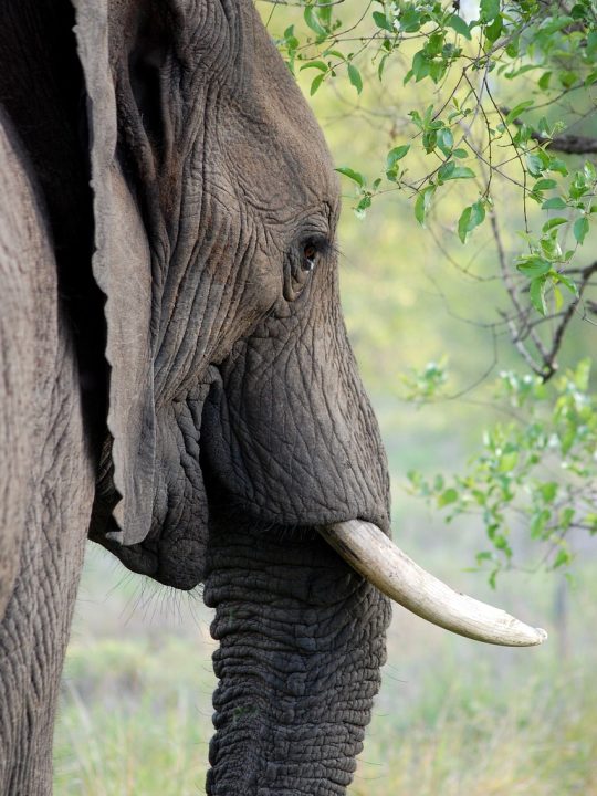 elephant-419613_1280